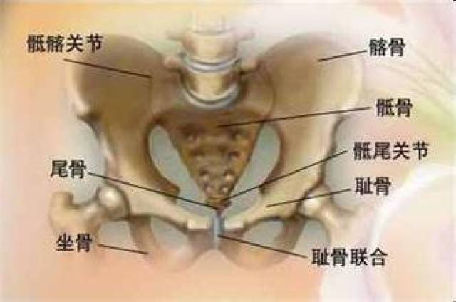 盆骨主要由骶尾骨和两侧髋骨构成,分为上部的大骨盆和下部的小骨盆两