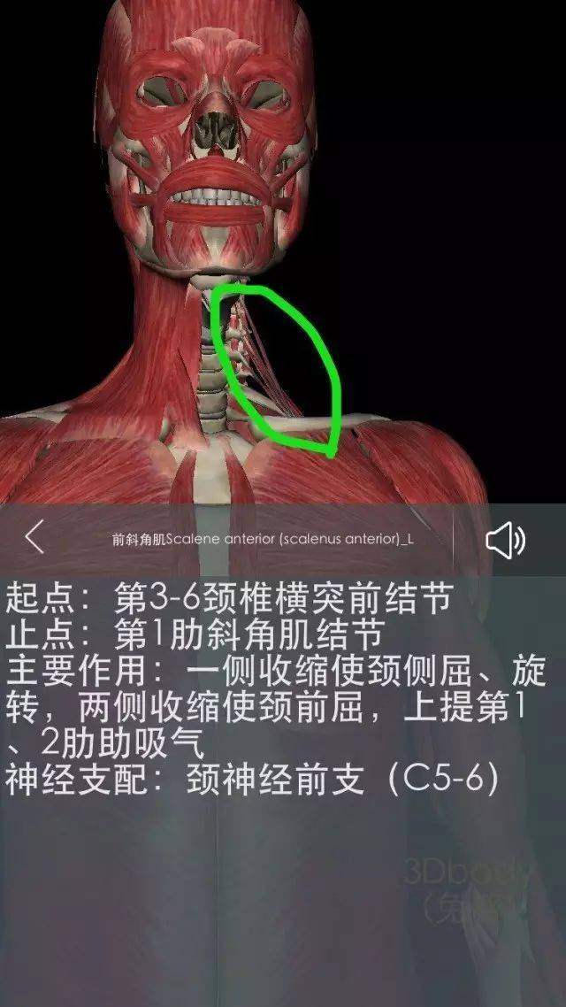 解剖基础——颈部肌肉知多少