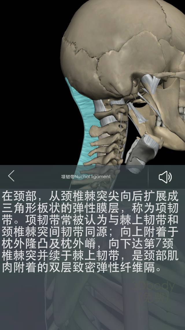 颈部的肌肉:从浅层到深层的肌肉,颈部的肌肉数目众多,可以概括性的