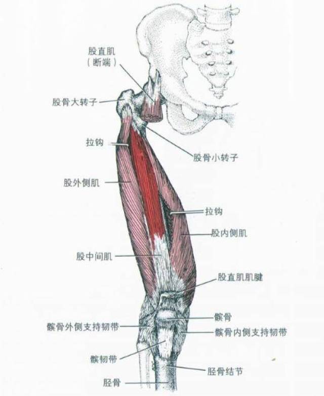 (股四头肌,臀大肌,臀中臀小肌,阔筋膜张肌,髋内收肌,腘绳肌,腘肌,小腿