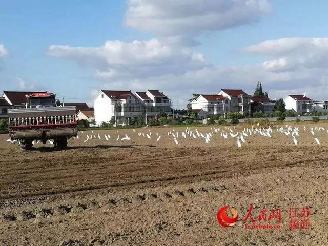 启东市一 寅阳镇拥政村