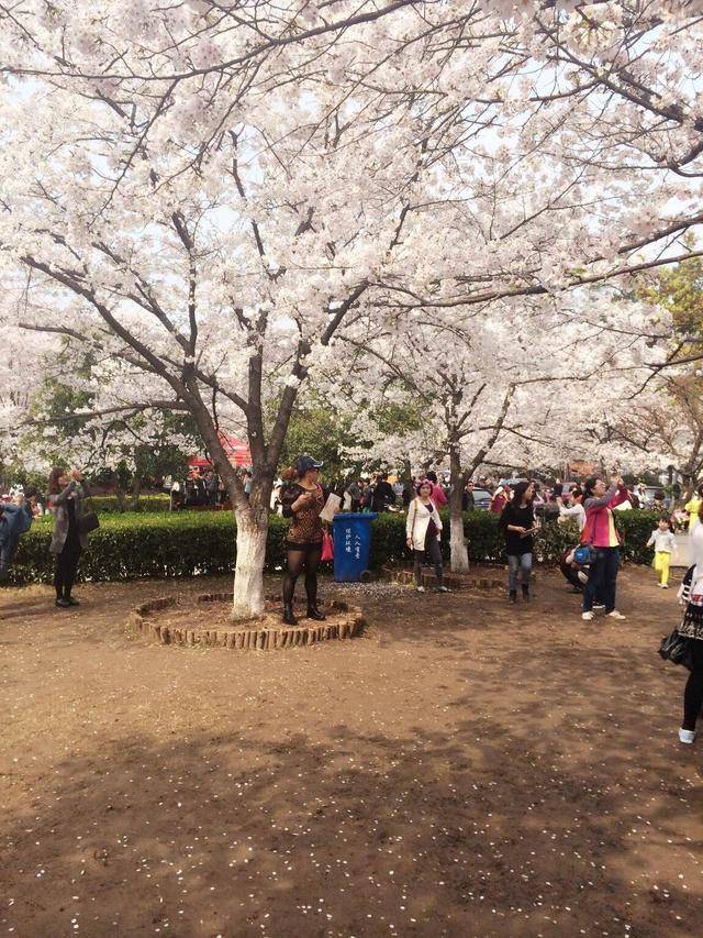 武大樱花最佳欣赏地 :樱园,樱花大道,樱顶