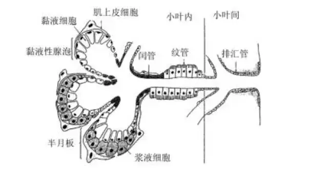 唾液腺由实质和间质组成.