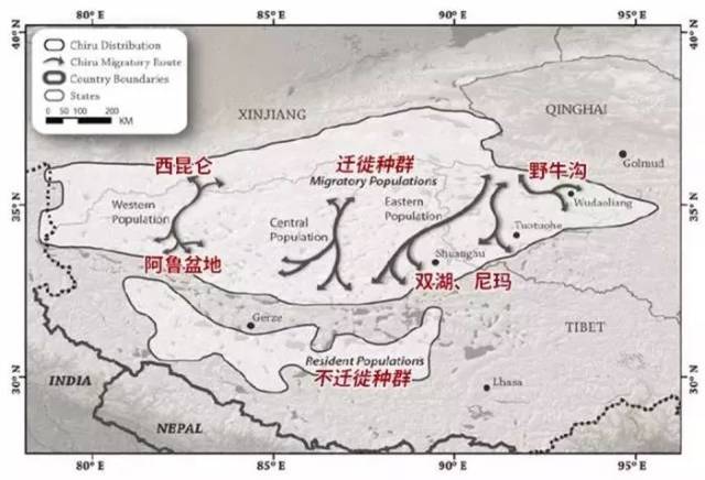 藏羚羊是我国最后一种保留着迁徙习惯的有蹄类物种,它们的分布从青藏