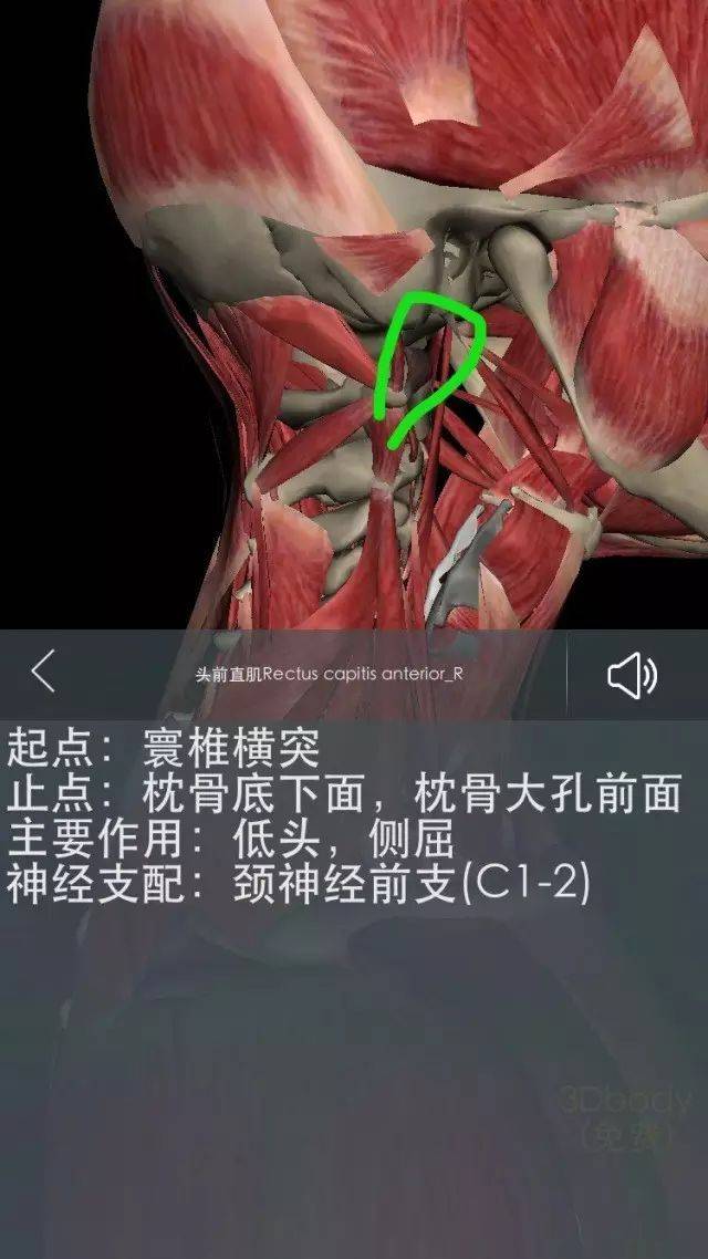 解剖基础——颈部肌肉知多少