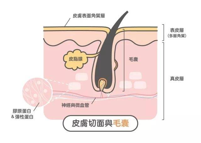 维基百科上对毛孔的解释是: 皮脂腺分泌油脂(皮脂)流向皮肤表面的小