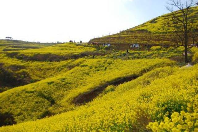 河南嵩县大坪油菜花海也次第开放.