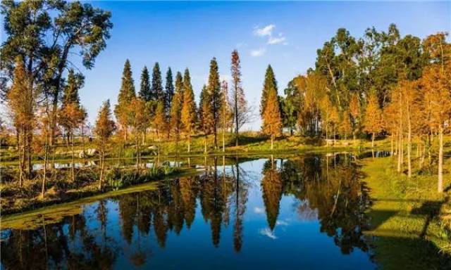 宝丰湿地公园 宝丰湿地,位于滇池北岸宝象河入湖口,视野开阔,湿地内