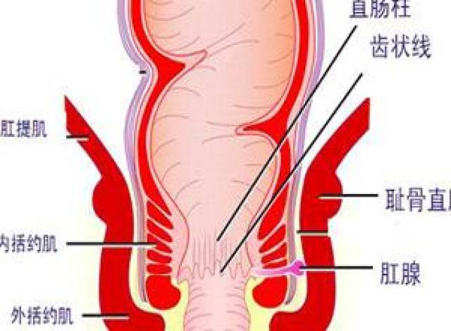 什么是痔疮及其种类?