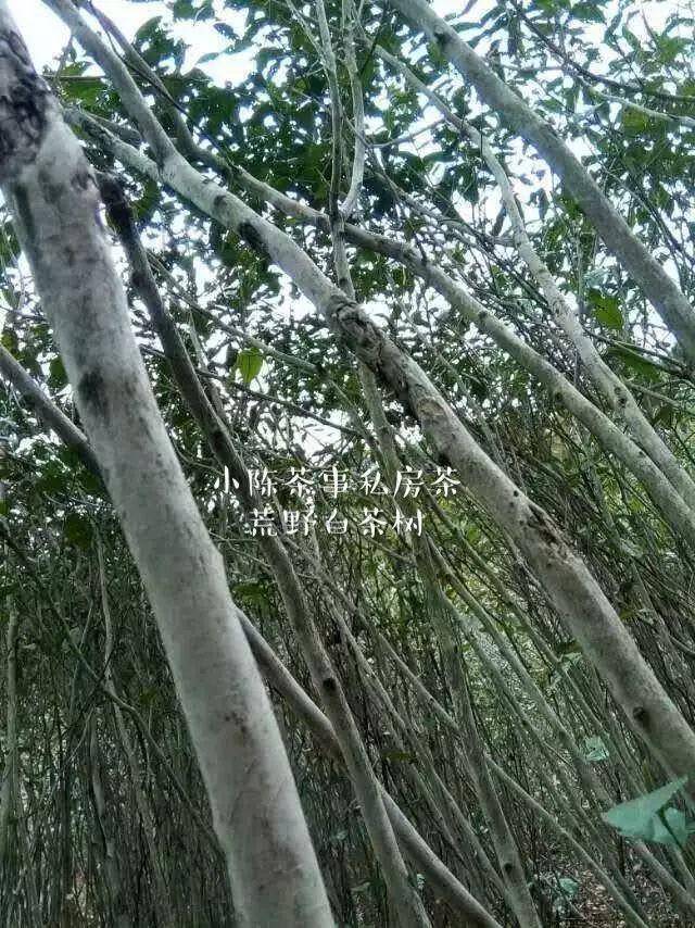 移植,荒野白茶树之殇!