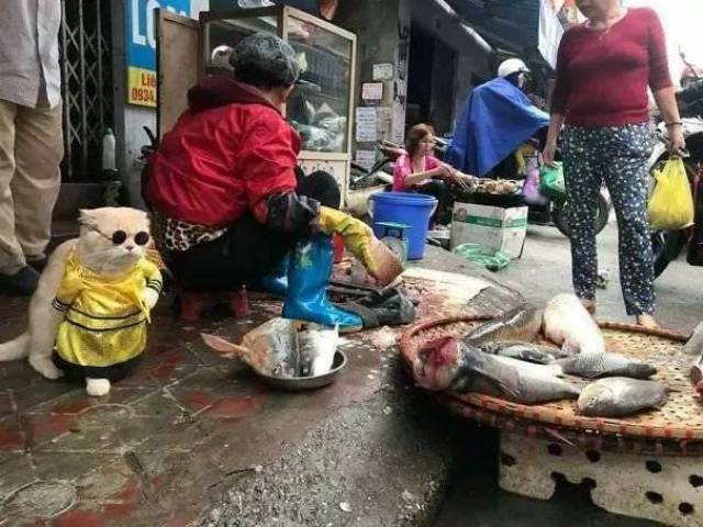 一只在越南街头菜市场卖鱼的网红喵-旅游频道-手机搜狐