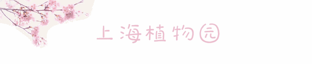 这份上海赏樱路观图收好了,还能一起赏玉兰花哦!