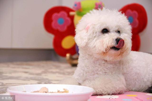 饲养比熊犬需要学习的,3大饮食规则!