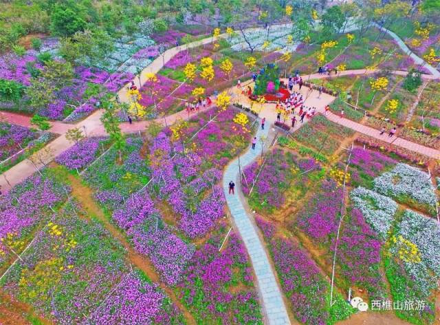 正!调色板一样的花海,500亩桑葚汁多味甜…就在佛山这个地方