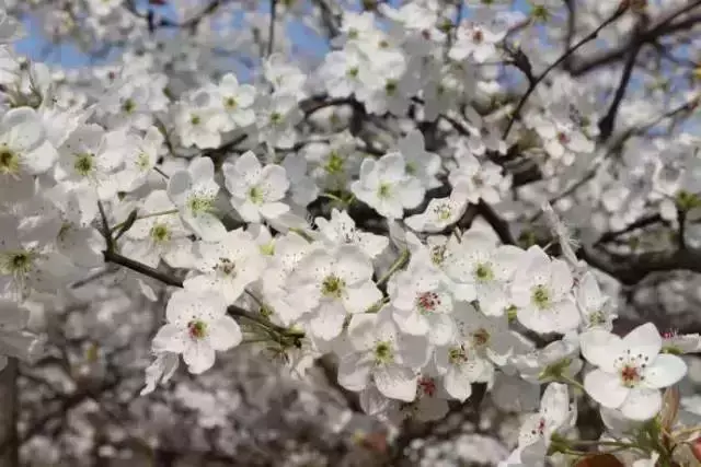 每年在赵县梨花节上,除了可以欣赏到万里梨花,还有当地组织的民俗表演