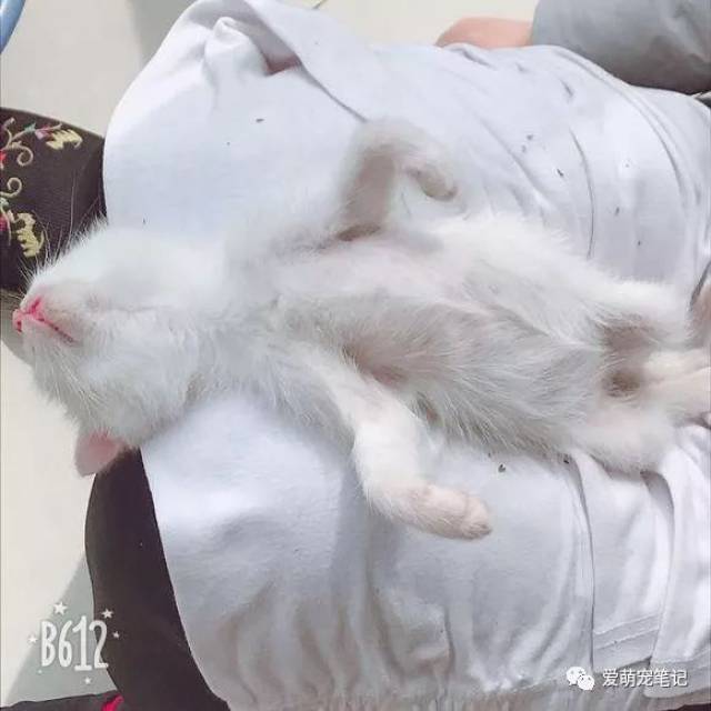 猫蚤圈什么原理_猫蚤咬人后什么症状