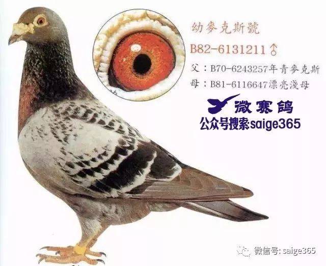 (1)幼麦克斯