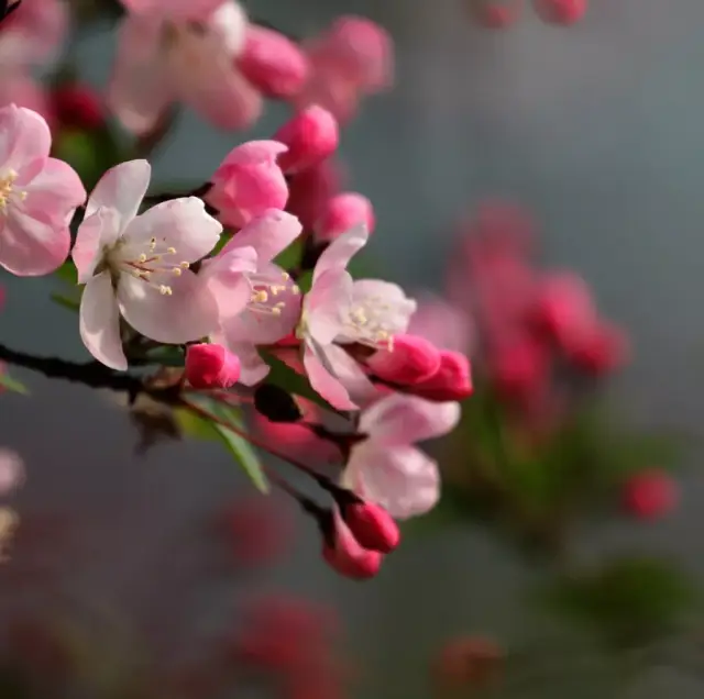 一日一花一诗:海棠