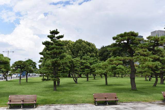 日本纪行—日本皇宫外苑里的松树