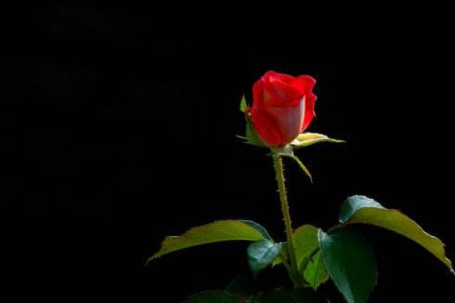 定是你喜欢的模样 文/冬 木桌上有些凋零的玫瑰 唯独没有最爱的那一朵