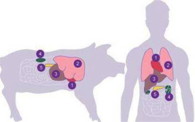 猪器官可移植给人类,科学家正批量培育转基因猪丨"猪队友"即将诞生
