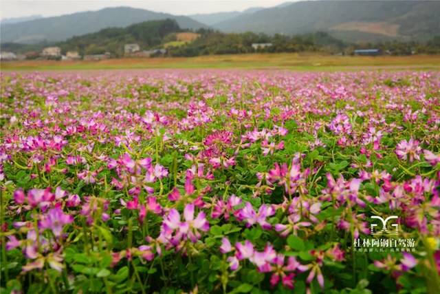 实拍公平湖紫云英花海,告诉你最佳观赏期是