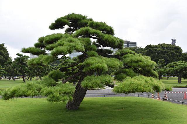 日本纪行——日本皇宫外苑里的松树