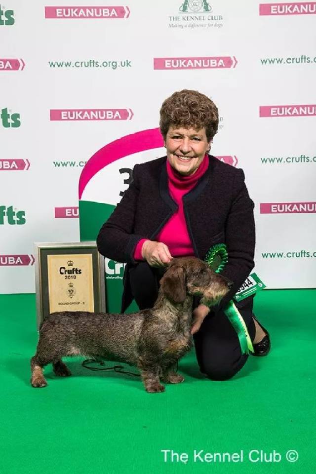 第三名:刚毛腊肠犬 ch silvae solo,犬主:mr d c mrs k d mccal