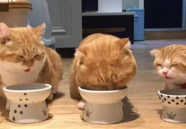 主人晒出家养的三只橘猫,笑翻一群网友:中间那只,偷开