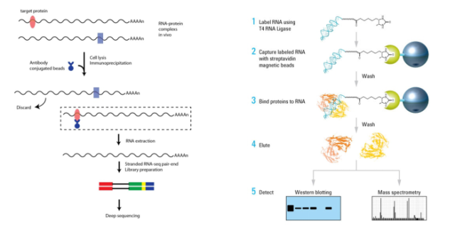 云序生物rip-seq及rna pull down实验流程