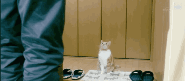 我虽然长得很凶,但我爱猫啊!