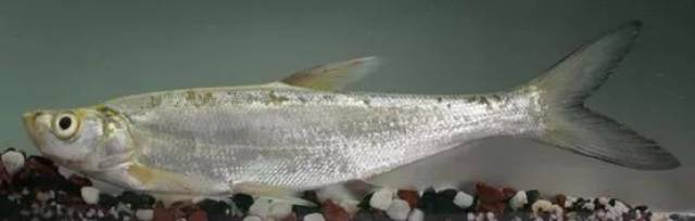 大鳞鲴 学名:enocypris macrolepis bleeker, 1 曾用名/俗名:银鲴