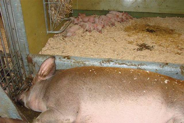 绿色农业行动:美国日本德国如何处理养猪场粪污?