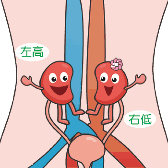 关注肾脏 关爱女性健康