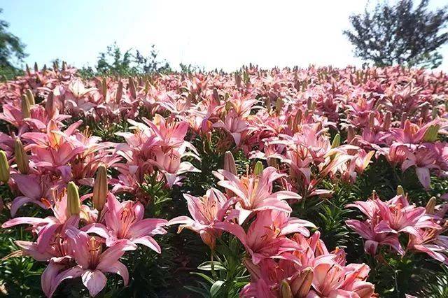 大连赏花攻略 30天后启用