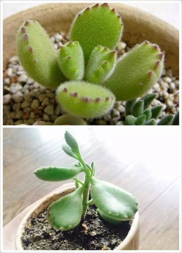 哇,好可爱的熊童子啊! 长着长着