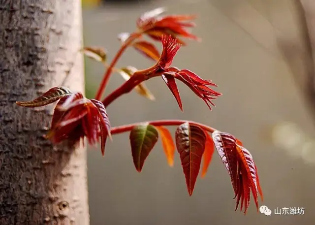 香椿芽