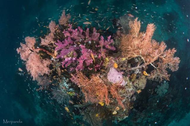 地毯鲨 wobbegong shark "地毯鲨" ——四王的标志性生物,喜欢藏在