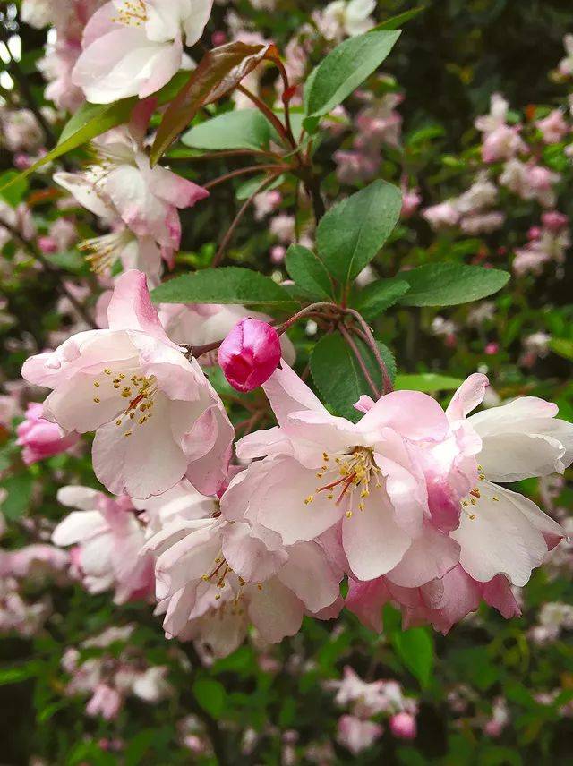 原因很简单,《海棠花》一套邮票四枚,选题中虽有西府海棠(malus micro