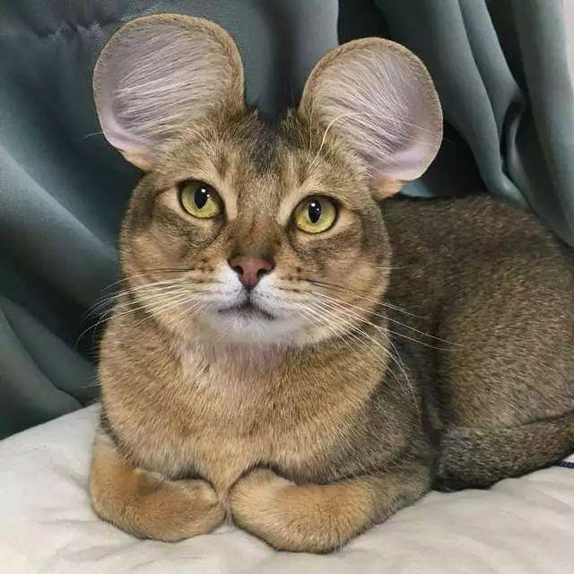 日本推特上最近流行一群"米老鼠猫" 大大的耳朵萌萌的脸 不知为什么看