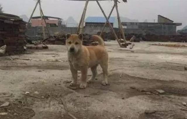 这狗长大后打架肯定厉害,有机会成为村里的一霸 农村三霸:大黄,大鹅