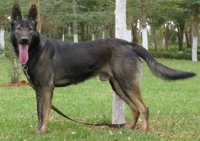 我是中国警界大骄傲——昆明犬!这是我的名片