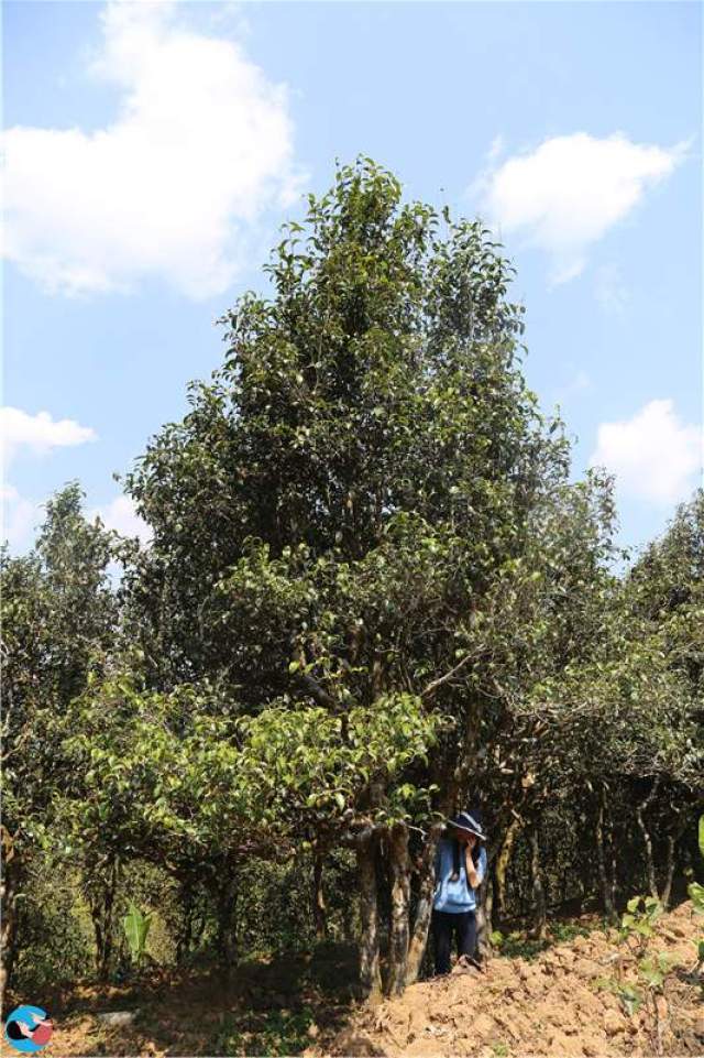 茶山行日记12:邦崴,有着千年茶王树的梦幻古茶园