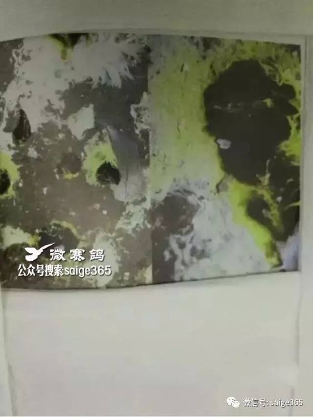 【鸽经验】早晨看粪便,最全的鸽粪图片大全,看粪识鸽病,有图有注解有