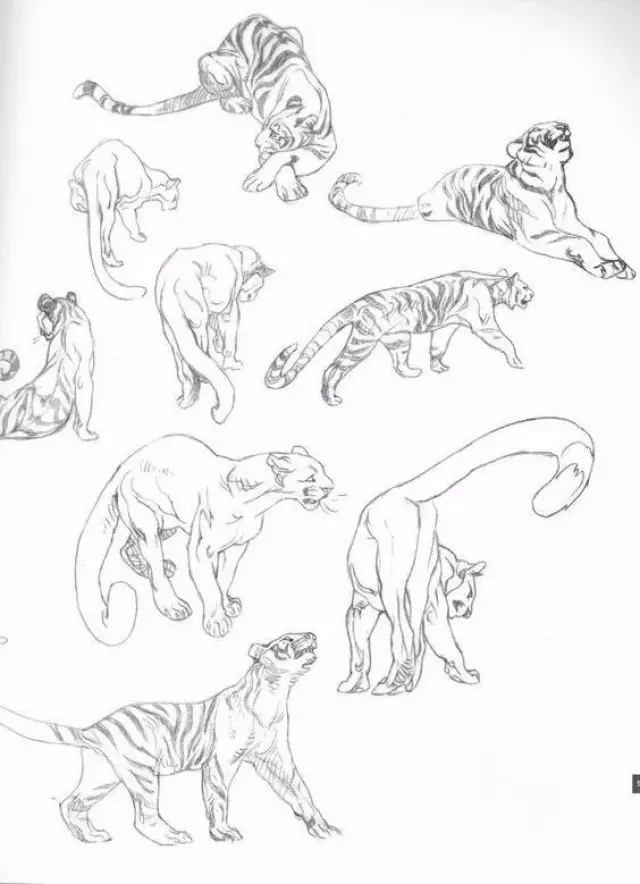 2000个适合零基础学习的动物简笔画,收藏版