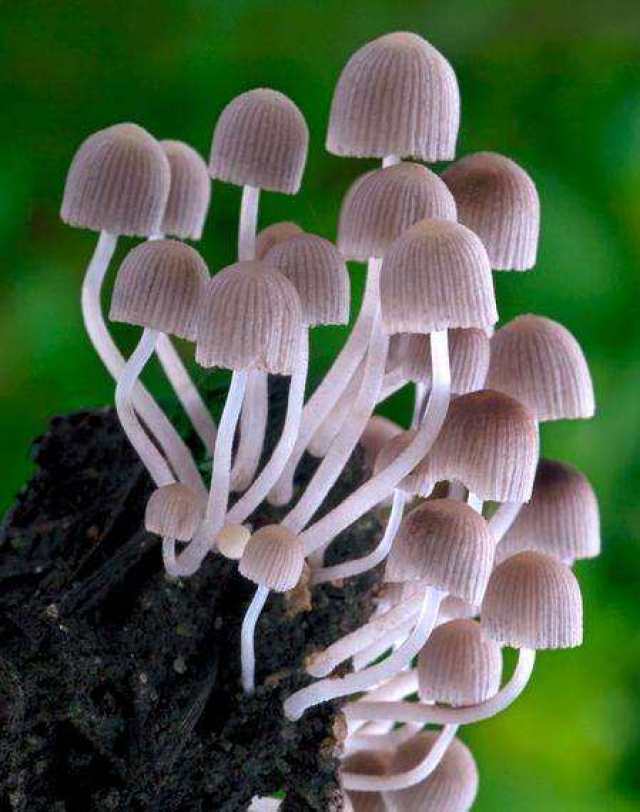 芝草多糖,作为担子菌纲多孔菌科的食药两用真菌,历代医学家都认为有"