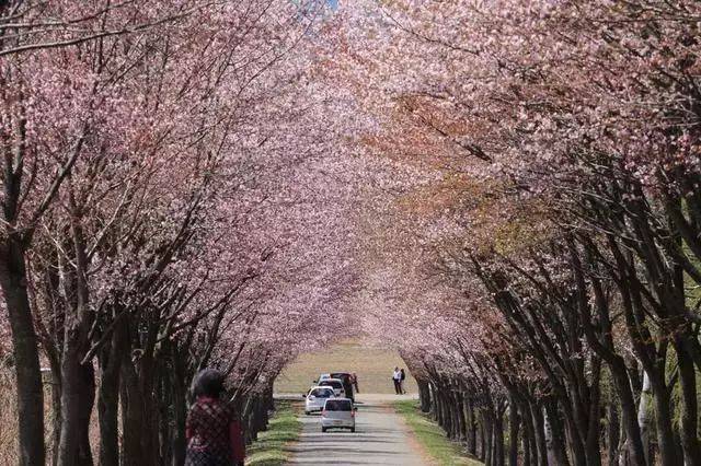 青森的岩木町,有全日本最长的樱花大道,成排樱树沿乡间小路延展达20