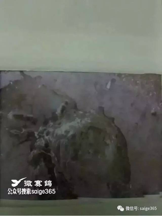 【鸽经验】早晨看粪便,最全的鸽粪图片大全,看粪识