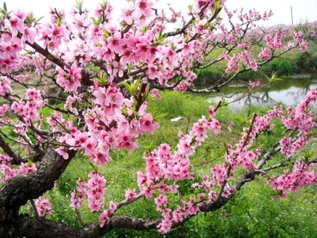 阳光明媚 春暖花开 踏着诗的节拍到春天去