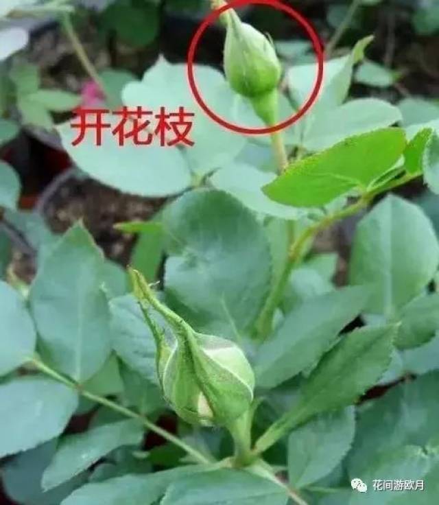 看懂这个枝条,月季想不开花都难